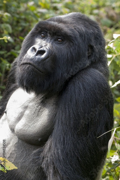 Fototapeta Silverback gorilla in Rwanda.