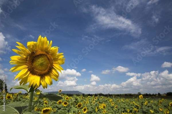 Fototapeta ひまわりと青空