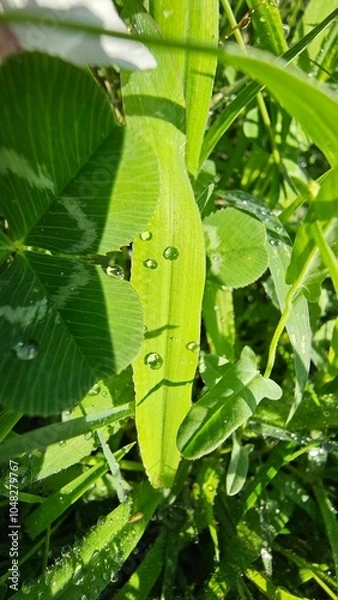 Fototapeta grasshopper on a leaf