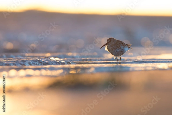 Fototapeta Dunlin