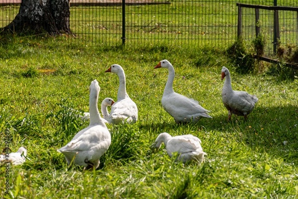 Fototapeta white geese in a green blanket, a flock of geese in a backyard garden