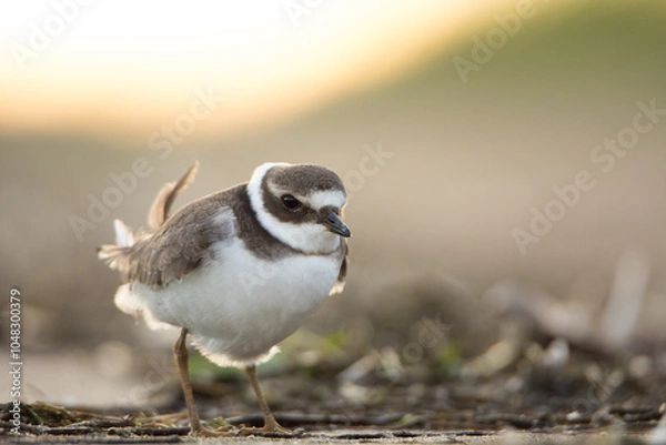 Fototapeta Common ringed plover