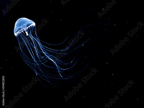 Fototapeta クラゲ