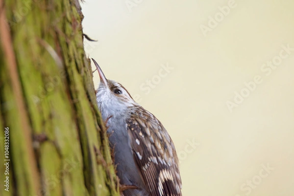 Fototapeta Eurasian treecreeper