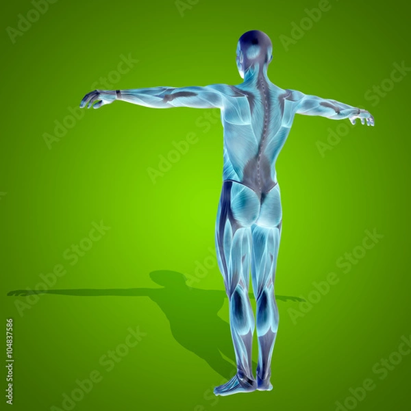 Obraz Conceptual 3D human man health anatomy on green
