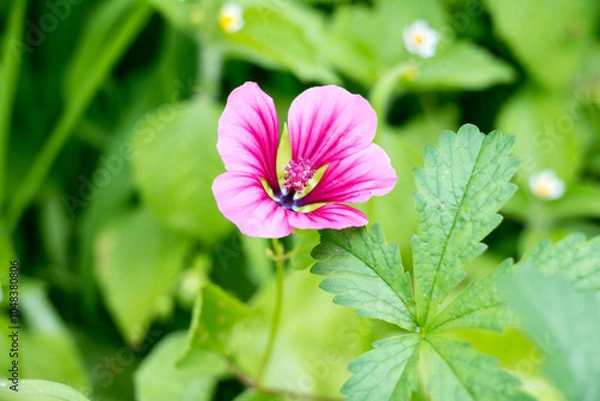 Fototapeta Funnel mallow detail of pink blossom
