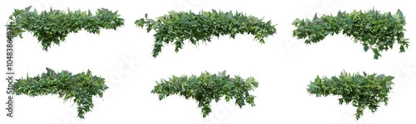 Obraz Hedera hibernica plant, Atlantic ivy or vine for decorate wall, pillar and fence with isolated on transparent background. png file, 3d rendering illustration, clip art and cut out