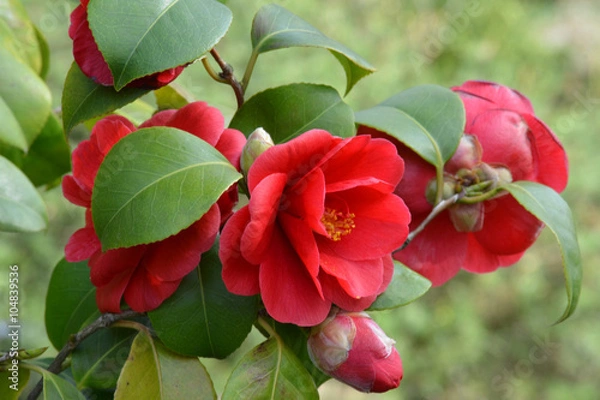 Obraz Camelia - Camellia japonica 