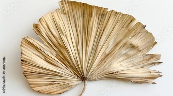 Fototapeta Dried Palm Leaf with Fan-Like Structure