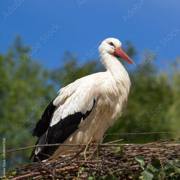 Fototapeta Cigogne.