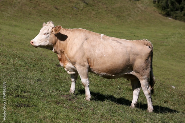 Obraz Simmental cow in Switzerland