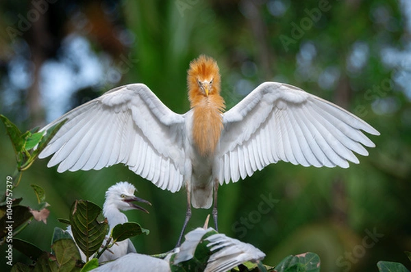 Fototapeta Frontal portrait of an adult eastern cattle egret (Ardea coromanda) with its wings spread as it lands on its nest