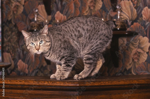 Fototapeta Pixie-Bob en flagrand délit sur un meuble