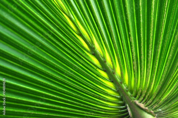 Fototapeta Green palm tree leaf macro
