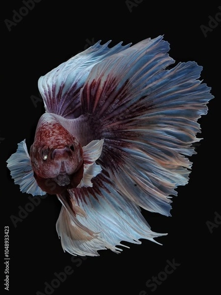 Fototapeta Halfmoon bettafish on black background