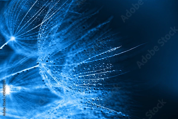 Obraz Plant seeds with water drops