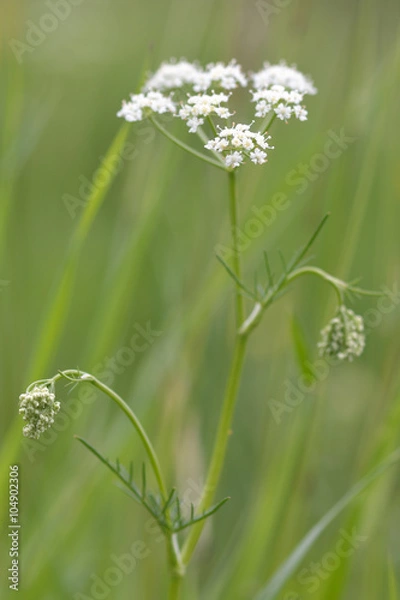 Fototapeta Pignut (Conopodium majus). Umbel of white flowers of plant is in the carrot family, Apiaceae, growing in a British meadow