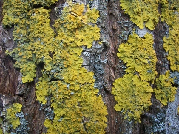 Obraz lichen on willow bark texture closeup