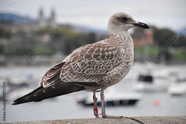 Obraz La cría de la gaviota en el puerto de Donostia, San Sebastián