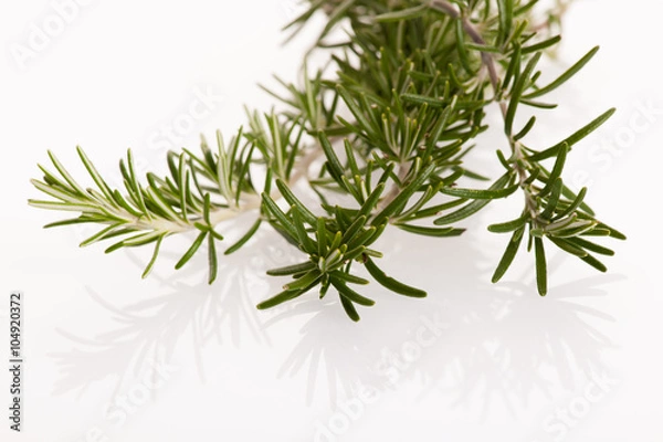 Fototapeta Twig of green fresh rosemary,mediterranian spice.