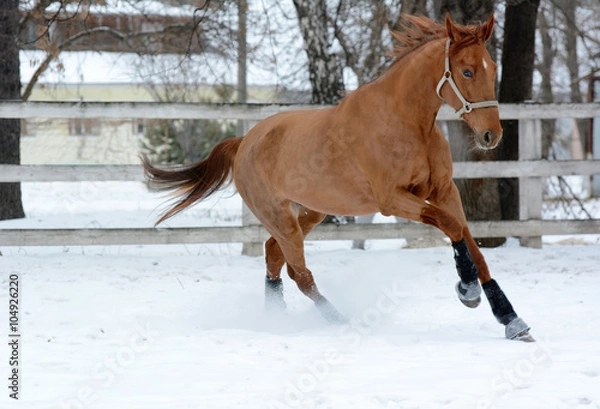 Fototapeta Red horse runs free in winter