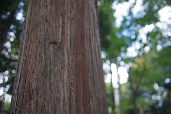 Obraz 檜の木の幹