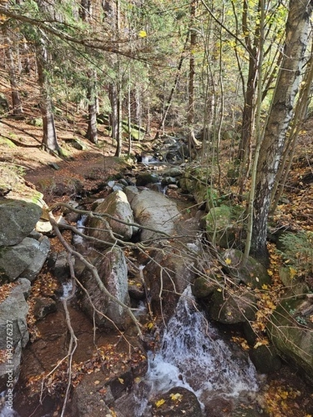 Obraz stream in the forest