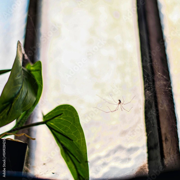 Obraz Araignée, faucheuse