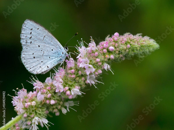 Obraz Weißling auf Minzen Blüte