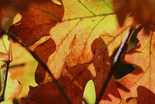 Obraz holistic solution