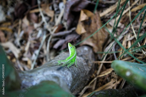 Obraz lizard on a plant