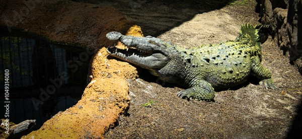 Obraz crocodile on a rock