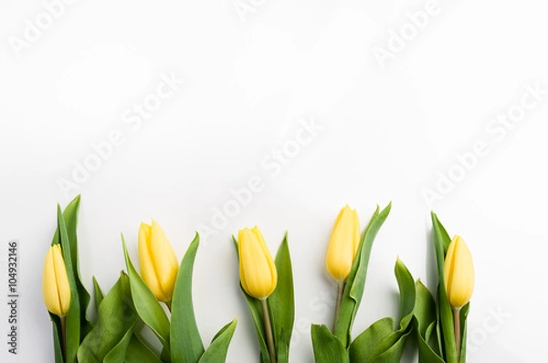 Obraz tulipany na białym tle