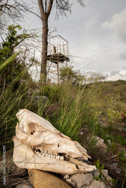 Obraz Crâne de sanglier