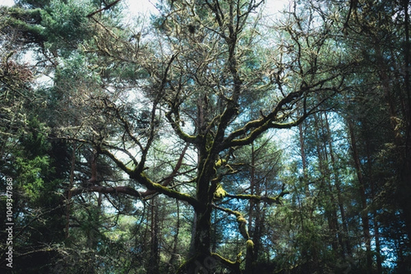 Obraz Arbre et mousse