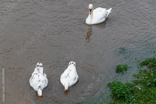 Obraz Cygne