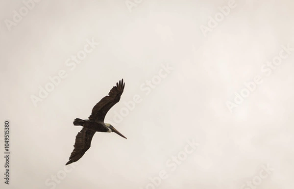 Obraz pelican in flight