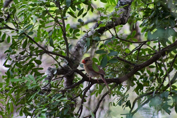 Obraz cardinal on a branch