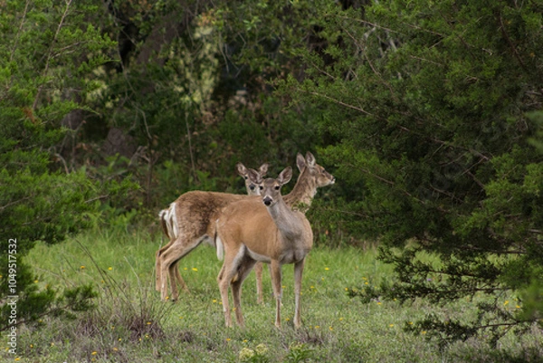 Obraz deer in the woods