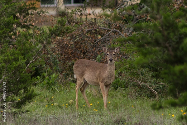 Obraz deer in the trees