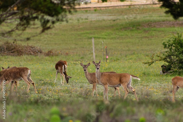 Obraz deer in the field