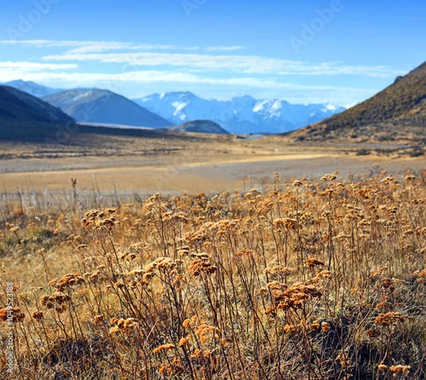 Fototapeta Hemlock Plants in New Zealand Southen Alps in Spring.