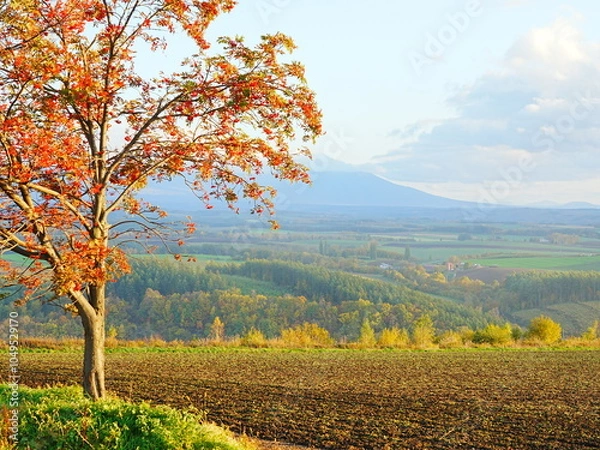 Obraz 北海道の絶景 秋の就実の丘風景