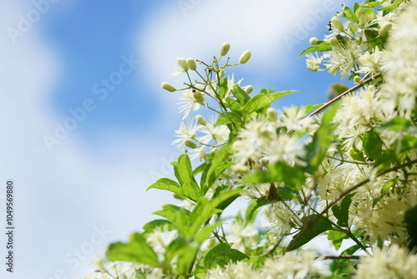 Obraz ボタンヅルの白い可憐な花が咲く