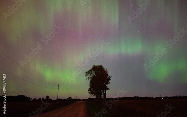 Fototapeta aurora over the plains with a tree