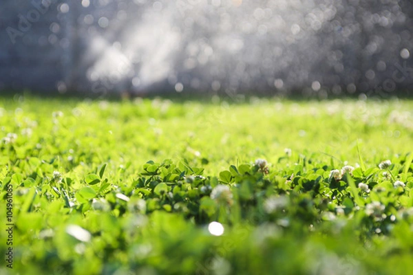 Obraz Pole koniczyny. Tło natury