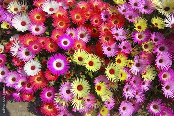 Obraz floral background mesembryanthemums