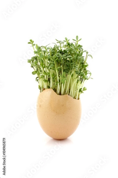 Fototapeta Rzeżucha