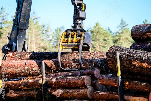 Obraz Forwarder tractor for wood transport. Tractor with trailer loaded with logs. Forestry tractor 