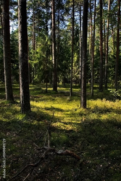 Fototapeta Light and shadows in a morning pine forest